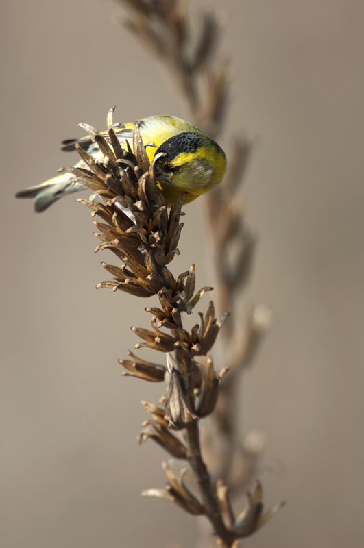 Che tipo di pianta ? - Oenothera biennis?